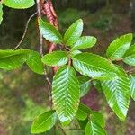 Nothofagus alpina ഇല