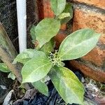 Premna serratifolia Leaf