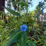 Commelina tuberosa Fleur