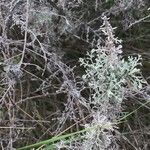 Artemisia ramosa Hoja