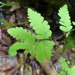 Gymnocarpium dryopteris Blatt