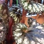 Begonia rex چھال