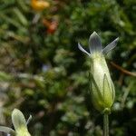 Comastoma tenellum Λουλούδι