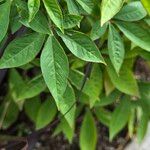 Cleome houtteana Leaf