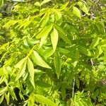 Carya illinoinensis Likasa