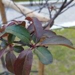 Malus × floribundaFrunză