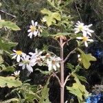Montanoa bipinnatifida Λουλούδι