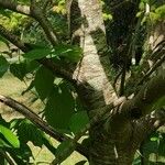 Cornus nuttallii Corteza