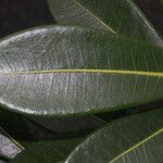 Ficus americana List