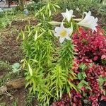 Lilium longiflorum 整株植物