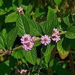 Lippia alba Цвят