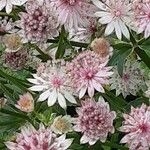 Astrantia major 花