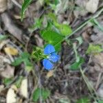 Commelina cyanea Flor