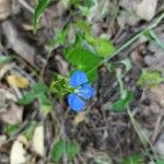 Commelina cyanea