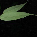 Xylopia crinita Frunză