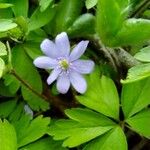 Hepatica nobilisFloare