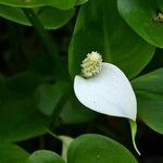 Calla palustris Λουλούδι