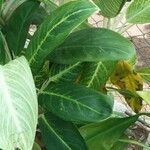 Dieffenbachia oerstedii Liść