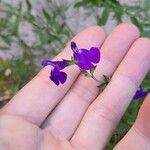 Salvia coahuilensis Flower