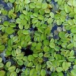 Salvinia natans Leaf