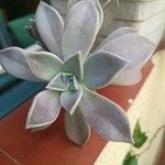 Graptopetalum paraguayenseLapas