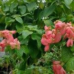 Mussaenda erythrophylla Квітка