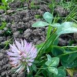 Trifolium medium Costuma