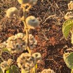 Abutilon pannosum Natur