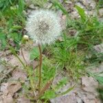 Taraxacum sect. TaraxacumVirág