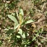 Helichrysum benthamii