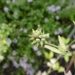 Trigonella caerulea Fruit