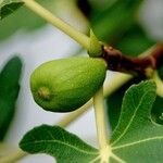 Ficus carica Fruit