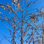 Solidago altissima फल