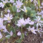 Plagiorhegma dubium Kvet