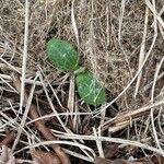 Rudbeckia hirta Leaf