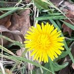 Taraxacum sect. TaraxacumFlower