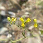 Linaria genistifolia Květ