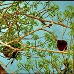 Sterculia foetida 叶