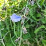 Cichorium intybusKvet