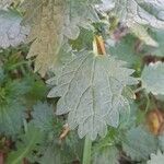 Urtica urens Ліст