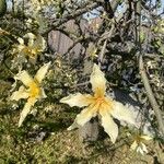 Ceiba speciosa Λουλούδι