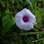 Ipomoea tiliacea Flower