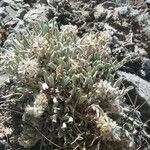 Antennaria parvifolia Ліст