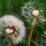 Taraxacum officinale Fruchs