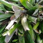 Neoregelia farinosa Ліст