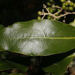 Daphnopsis americana Froito