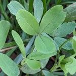 Trifolium alexandrinum पत्ता