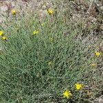 Launaea fragilis (Кора)