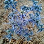 Eryngium triquetrum Folio