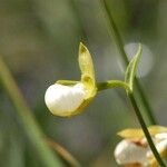 Cypripedium californicum Flor